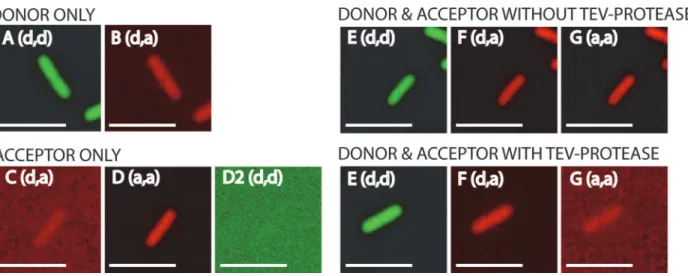 Fig 3. Fluorescence intensities of single cells for the FRET-pair GFP-tagRFP. Microscope excitation and emission filter settings are shown between brackets (d = donor, a = acceptor)