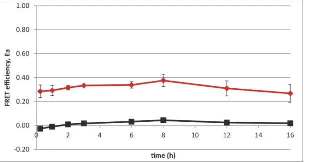 Fig 4. The FRET efficiency, Ea, was determined over time with a fluorescence microscopy time-lapse experiment