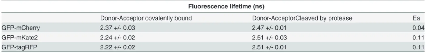 Table 7. The FRET efficiency Ea of the different FRET pairs, measured with FLIM.