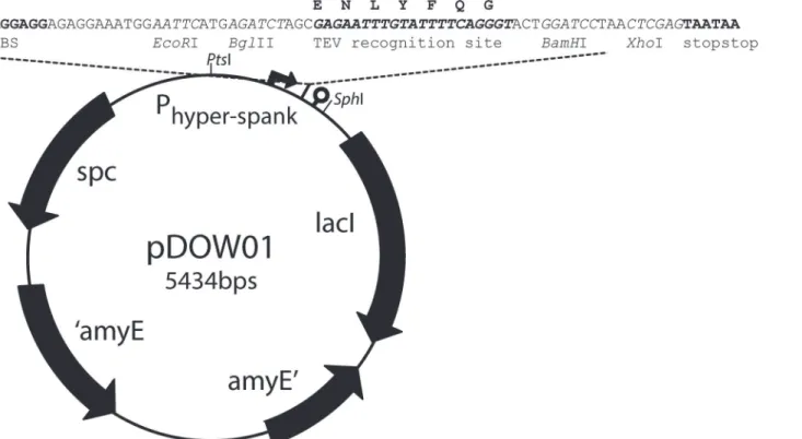 Fig 1. Map of the amyE integration vector pDOW01 with BglBrick cloning site, EcoRI, BglII, BamHI and XhoI indicated in italics