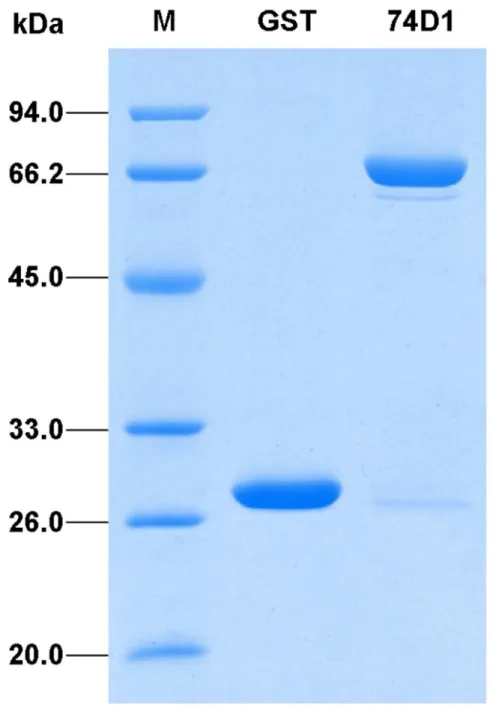 Figure 2. SDS-PAGE analysis of the recombinant GST-UGT74D1 fusion protein. Proteins were purified from E.coli, analyzed on a 12% (w/v) polyacrylamide gel and visualized with Coomassie Brilliant Blue staining