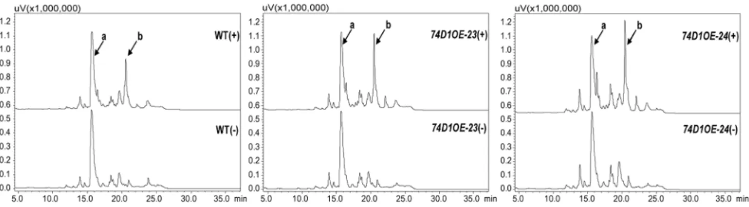Figure 7. HPLC trace of IBA glucose conjugates of the extracts from the wild type (WT) and transgenic plants (OEs)