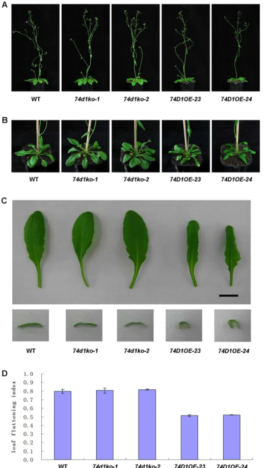 Figure 8. Phenotypes of Transgenic Arabidopsis Plants. (A) 5-week-old plant phenotypes of WT, mutants and overexpression lines