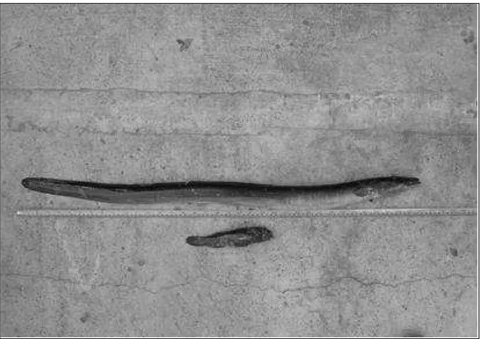 Fig. 2. The most recently documented European eel capture in Black Sea near Kiten town (N  42o 14/ 32.84//, E 27o 45/ 59.04//) in September 2009