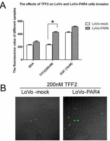 Fig 4. Effect of recombinant TFF2 on the invasion of LoVo-mock and LoVo-PAR4 cells. (A) Cell invasion stimulated by TFF2 was tested using an InnoCyte cell invasion assay