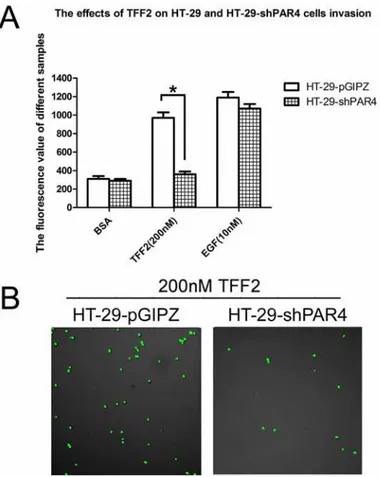 Fig 5. Effect of recombinant TFF2 on cell invasion of PAR4-knockdowned HT-29 cells. (A) Cell invasion stimulated by TFF2 was tested using an InnoCyte cell invasion assay