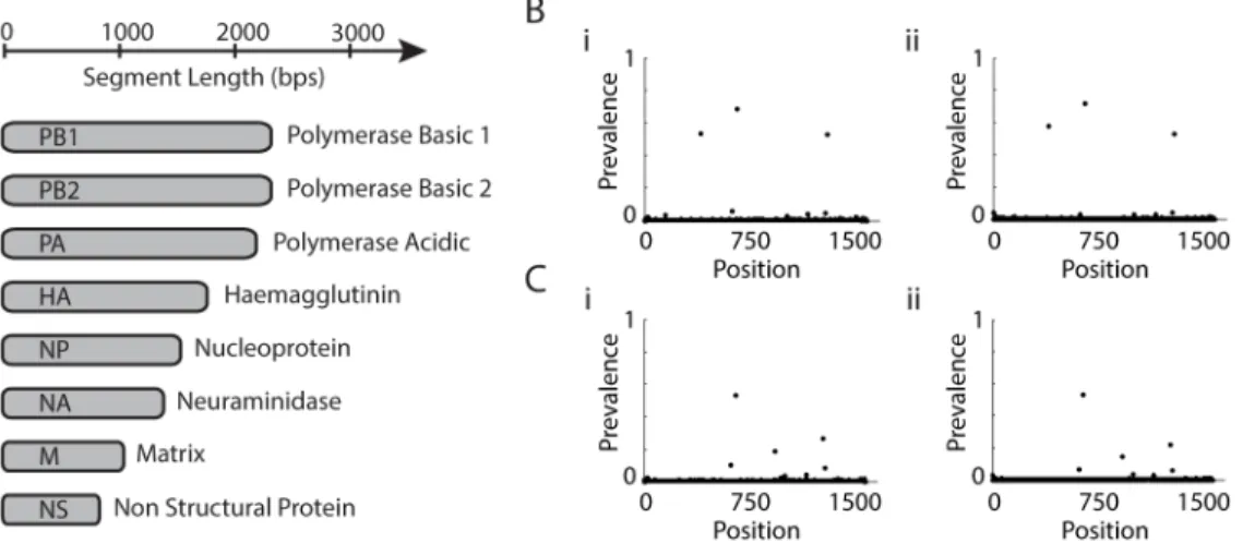 Fig 4. Flu segments. (A) Size and function of the eight flu segments. (B,C) Depth of mutations from segment 4 from host 2761 Day 4 and host 6292 Day 3, respectively