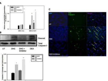Fig 6. 11β-HSD1 dependent, DHC-induced apoptosis in MIN6 cells. A. MIN6-Vec and MIN6-HSD1 cells were cultured for 3 d with or without DHC (100 nM) and the 11β-HSD1 inhibitor (1 μM)