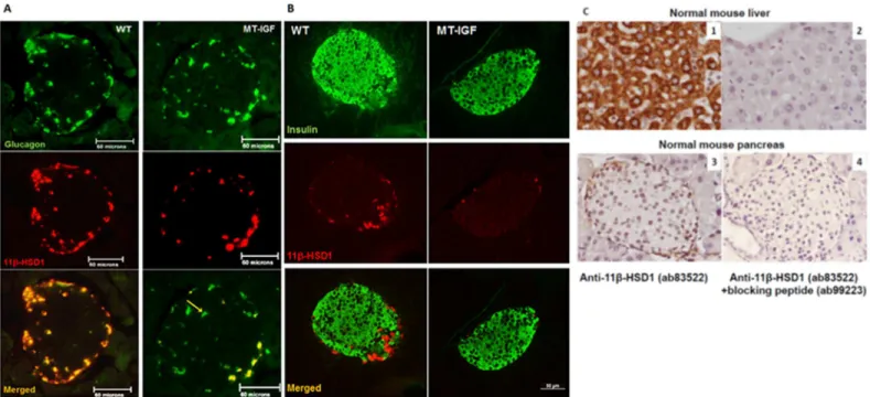 Fig 2. Pancreatic islet α-cell-specific expression of 11β-HSD1 and its inhibition by IGF-I overexpression