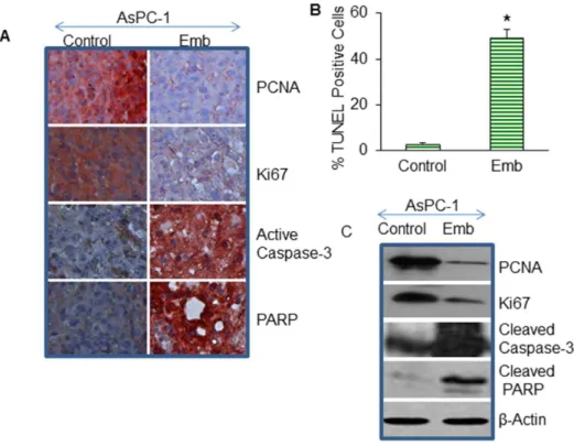 Figure 4. Effects of embelin on cell proliferation and apoptosis. (A), Expression of PCNA, Ki67, caspase-3, and PARP in tumor tissues.