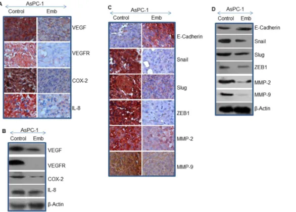 Figure 6. Effects of embelin on markers of angiogenesis, and epithelial-mesenchymal transition