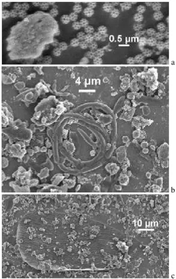 Fig. 4. Low-resolution SEM image of stage-1 deposits, (a) RT (as- (as-prepared), and after sample heating to different temperatures, (b) 200 ◦ C, (c) 400 ◦ C, (d) 440 ◦ C, (e) 480 ◦ C, and (f) 520 ◦ C