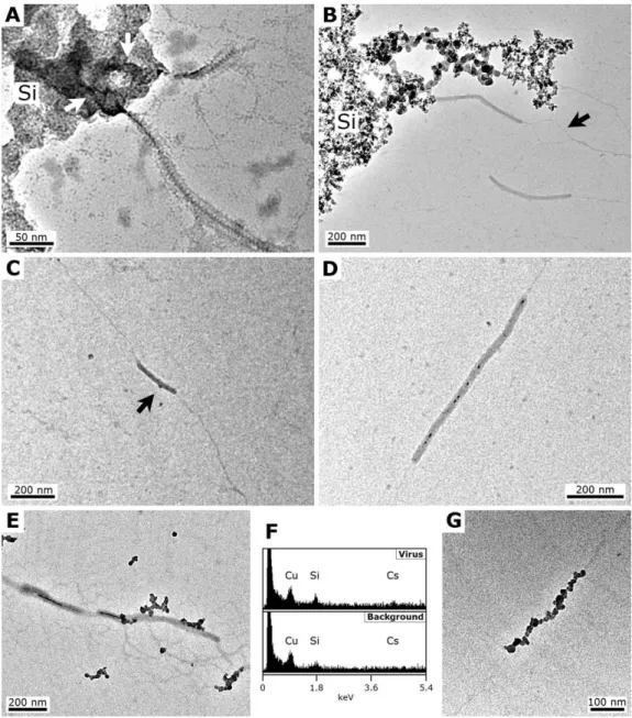 Fig. 2. TEM micrographs showing progressive steps of the experimental fossilisation of SIRV2 at a ∼160 ppm Si silica concentration.