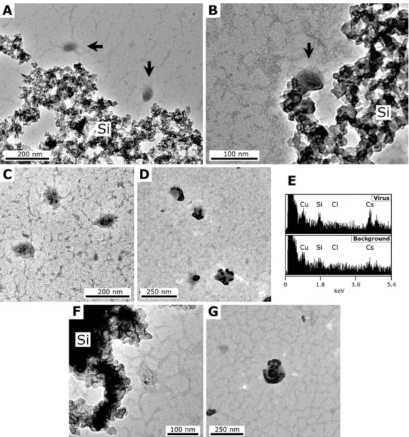 Fig. 3. TEM micrographs showing progressive steps of the experimental fossilisation of TPV1 at a ∼320 ppm Si silica concentration.