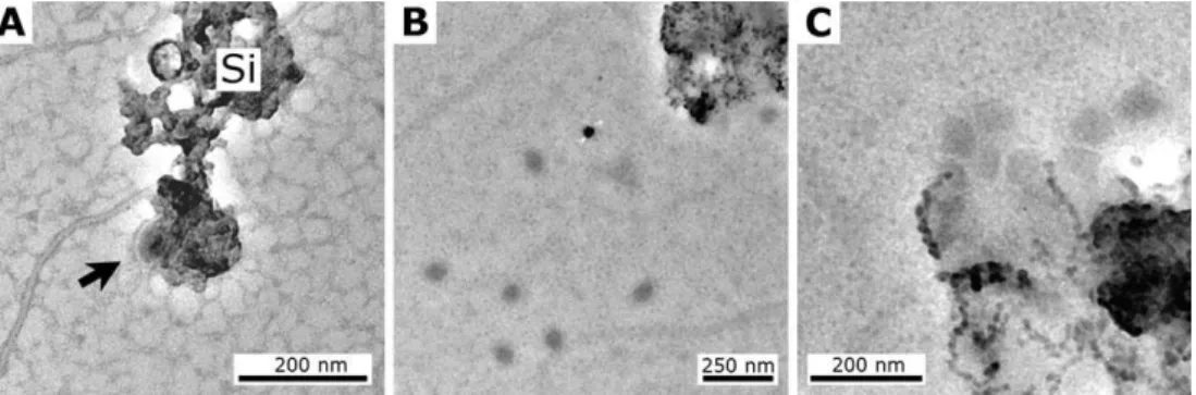 Fig. 4. TEM micrographs showing progressive steps of the experimental fossilisation of PAV1 at a ∼320 ppm Si silica concentration.