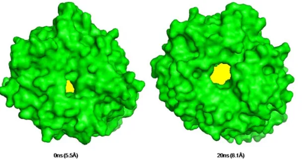Table 2. Hydrogen bonds at drug binding site (active site) in three POP species.