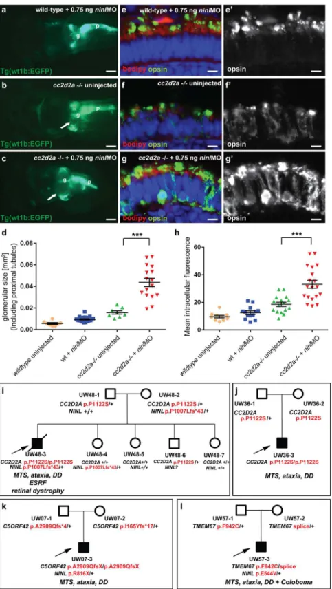 Fig 4. Genetic interaction between ninl and cc2d2a. (a-d) Partial ninl knockdown enhances the cystic kidney phenotype of cc2d2a mutants