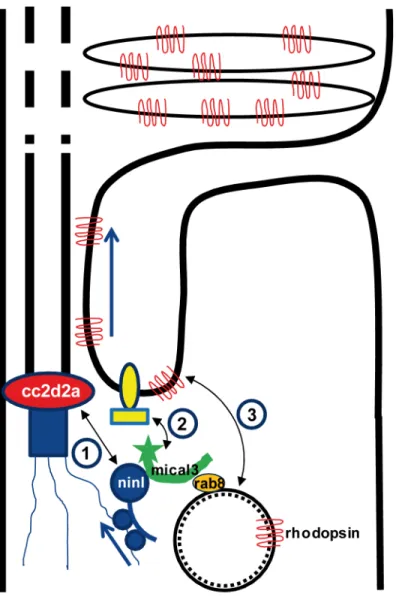 Fig 8. Proposed model for CC2D2A and NINL function in trafficking, docking and fusion of rhodopsin- rhodopsin-carrier vesicles