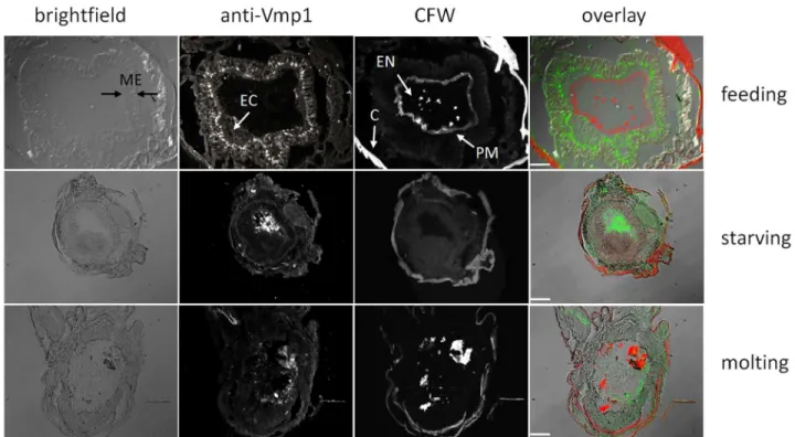 Figure  7.    Immunodetection  of  MsVmp1  in  the  posterior  midgut  of  M.  sexta  larvae  at  different  physiological conditions