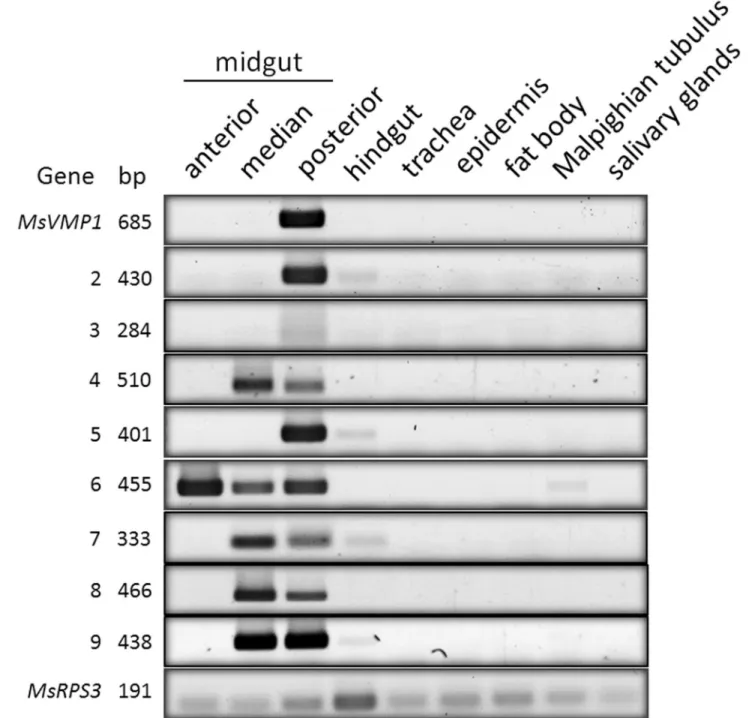 Figure 3.  Tissue specific expression of MsVMP genes in fifth instar larvae of M. sexta