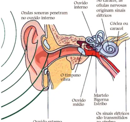 Figura 3 - Esquema morfofisiológico das principais estruturas do ouvido [6].