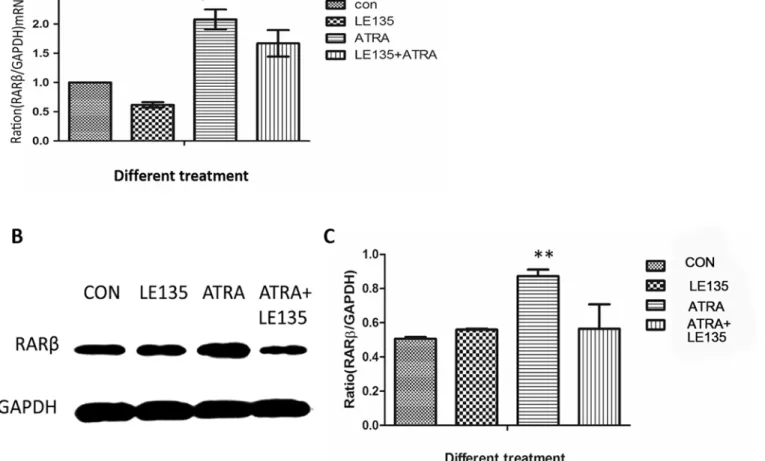 Fig 5. LE135 could block the pathway of RARβ in ARPE-19 cells. Compared to the control, LE135 (10 -6 mol/l) could block the ATRA-induced increase in RARβ expression at either the mRNA (P&lt;0.05) (Fig 5A) or the protein level (P&lt;0.001) (Fig 5B and 5C) a