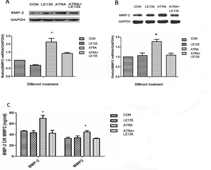 Fig 6. ATRA-induced BMP-2 and MMP-2 expression were inhibited by RARβ. The increased expression of BMP-2 and MMP-2 induced by ATRA were almost completely blocked by pre-treatment of the ARPE19 cells with LE135