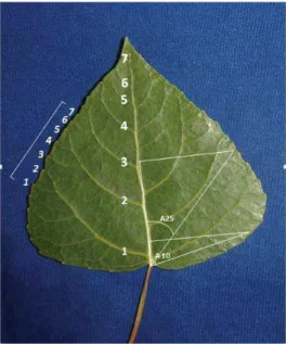 Figure 2  Presentation of the assessed leaf  pa-