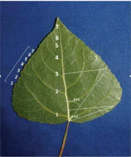 Figure 2  Presentation of the assessed leaf  pa-