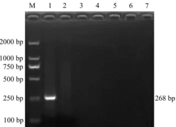 Figure 5. Analysis of the specificity of UNDP-PCR for detection of PCV2. PRRSV, PRV, PPV, CSFV, PCV1 and the blood DNA of healthy swine were tested by UNDP-PCR as control