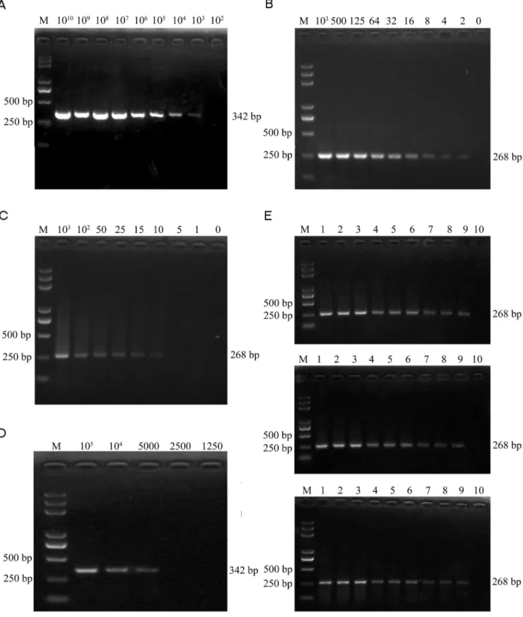 Figure 6. Analysis of the sensitivity and reproducibility of UNDP-PCR. (A) Serial dilutions of PCV2 plasmid DNA were detected by conventional PCR