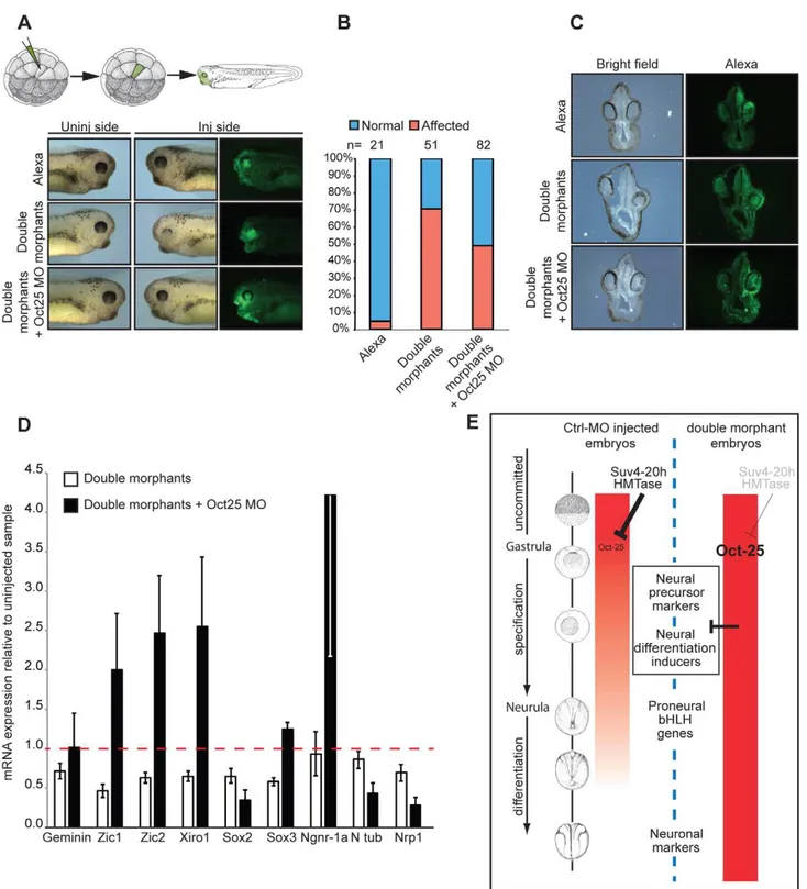Figure 7. Oct-25 knockdown in double-morphant embryos rescues xSuv4-20h phenotypes. (A) Schematic illustration of targeting microinjections of tadpoles injected into the A1 blastomere at 32-cell stage, and morphological phenotypes of representative embryos
