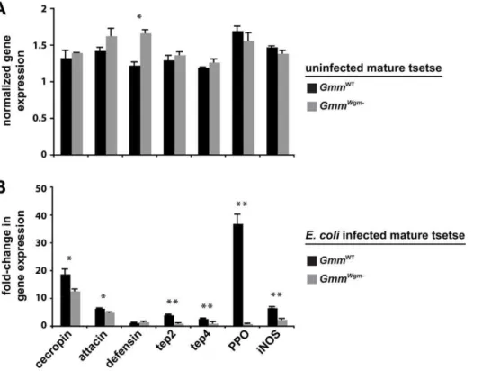 Figure 2. The effect of symbiont status on the expression of immunity-related genes in adult tsetse