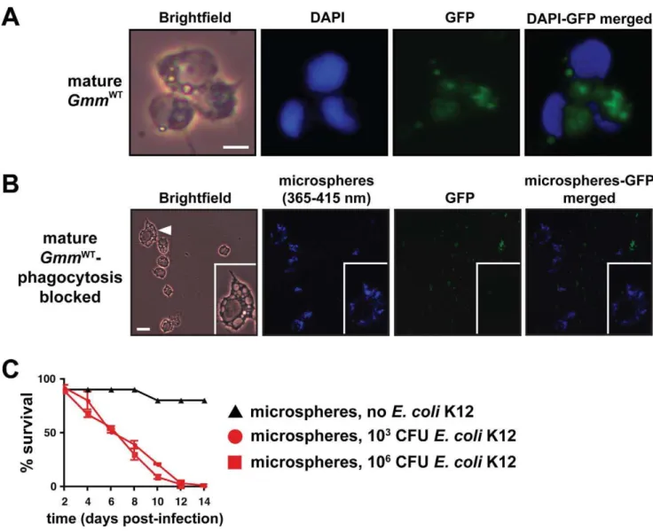 Figure 3. Hemocyte-mediated phagocytosis is a critical component of tsetse’s immune response