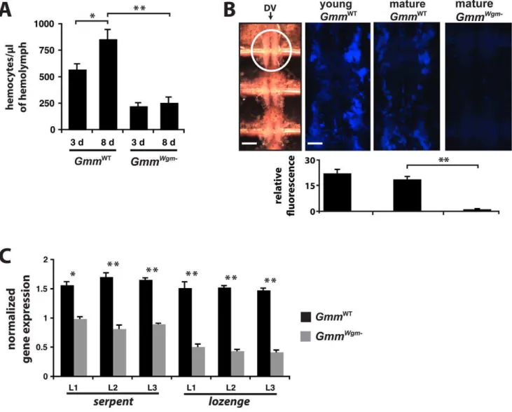 Figure 5. The effect of age and symbiont status on the development of tsetse’s cellular immune response