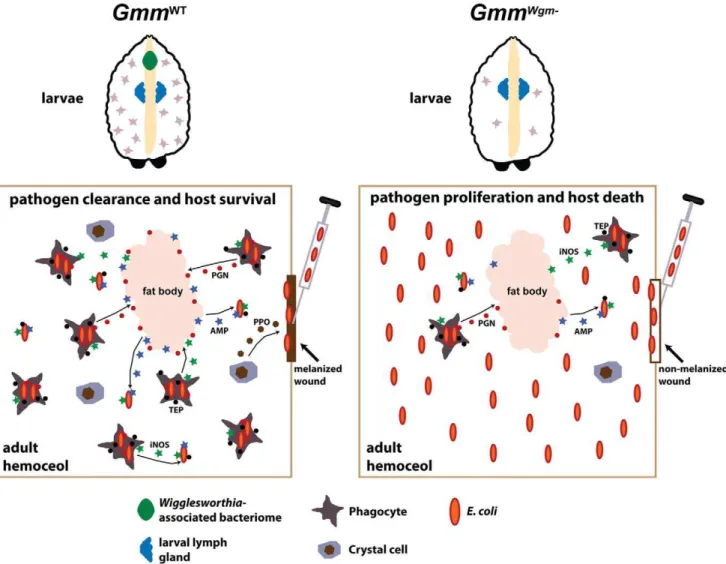 Figure 6. Wigglesworthia modulates the development and function of tsetse’s immune system