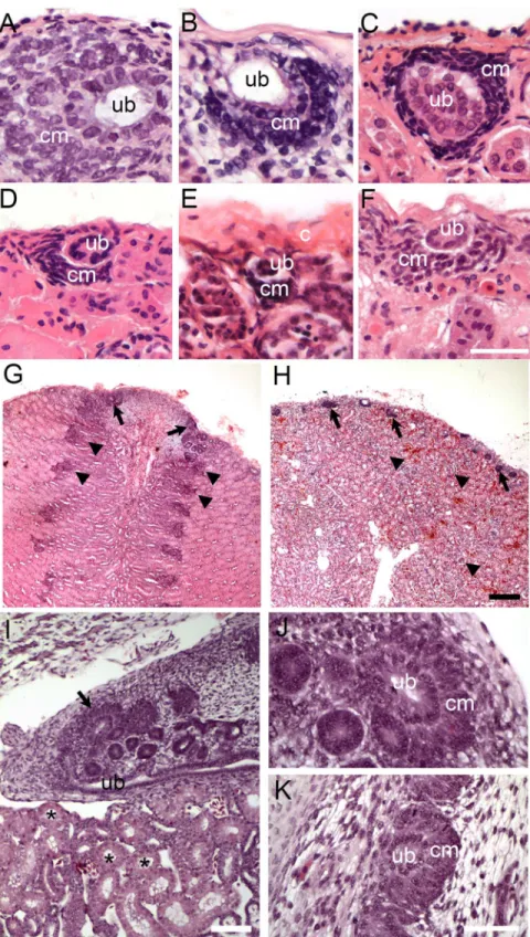 Fig 1. Examples of reptilian post-embryonic nephrogenesis. (A-H) Kidney tissue sections stained with H&amp;E showing zones of nephrogenesis