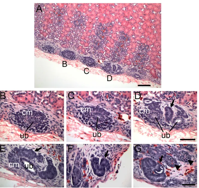 Fig 2. Nephron formation in adult reptiles resembles embryonic nephrogenesis. (A-G) Adult alligator kidney tissue sections stained with H&amp;E