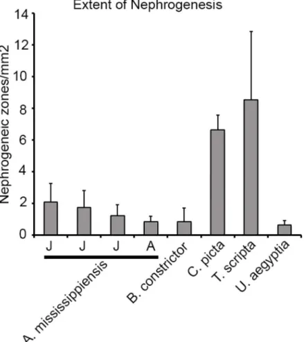 Fig 5. Extent of nephrogenesis in reptiles. The number of nephrogenic zones in each species was normalized to the effective surface area of each section analyzed (methods)