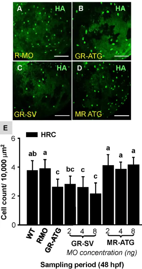 Figure 2. Effect of corticosteroid receptor gene knockdown on HRC number. Zebrafish embryos at the 1,4 cell-stage were microinjected with glucocorticoid receptor ATG-MO (GR-ATG), GR-splice variant MO (GR-SV), mineralocorticoid receptor ATG-MO (MR-ATG), or 