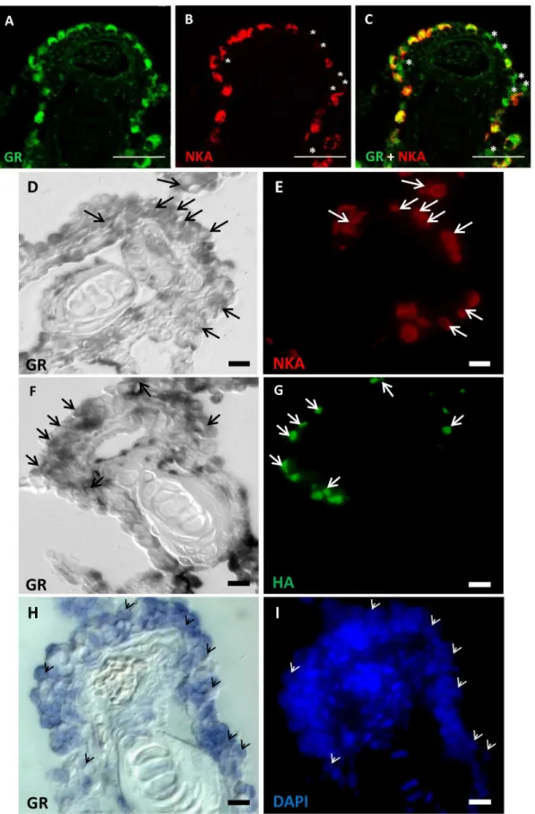 Figure 8. Expression patterns of GR mRNA and protein in the ionocytes of adult zebrafish gills