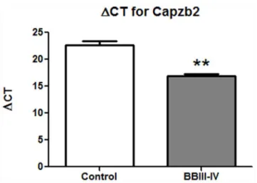 Figure 4. Capzb2 mRNA expression in CA1 pyramidal neurons is increased in AD BBIII-IV regardless of NFTs presence
