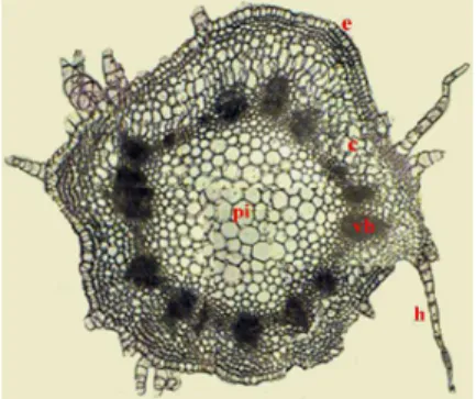 FIG. 3. Cross section of the stem - ensemble (x 50): c- cortex, e- epidermis, h- hair, pi- pith, vb- vascular bundles