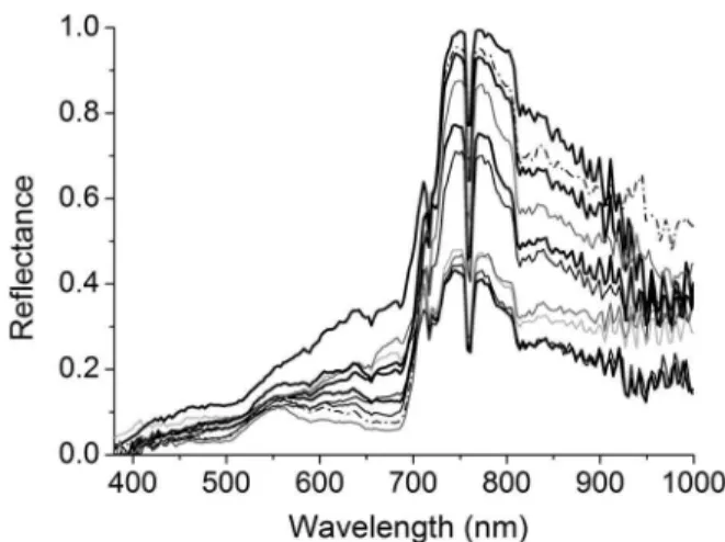 Figure 6. Similarity between Carpobrotus aff. edulis and accompanying species. Reflectance spectra of C