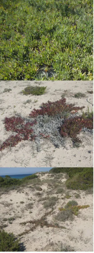 Figure 7. Variability of Carpobrotus aff. edulis patches. Patches of C. aff. edulis (Formentera, Balearic Islands) showing the great variability in colour and spatial arrangement: (a) a dense vigorous patch, with high water content, (b) a patch affected by