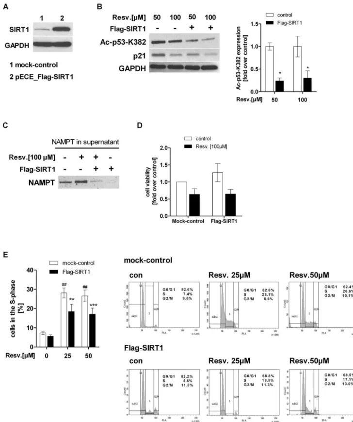 Figure 9. SIRT1 overexpression in HepG2 cells reversed resveratrol-induced SIRT1 inhibition, NAMPT release and S-phase arrest
