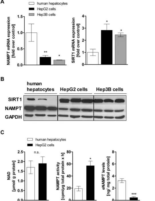 Figure 1. NAMPT and SIRT1 expression in hepatocarcinoma cells and primary human hepatocytes
