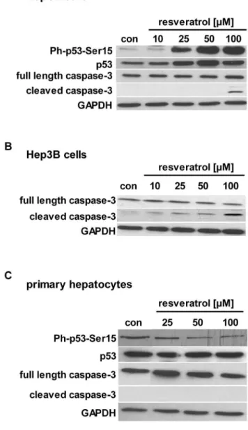 Figure 3. Resveratrol activates apoptotic mechanisms in hepatocarcinoma cells. Cells were treated with resveratrol or serum-free medium (con) for 24 h