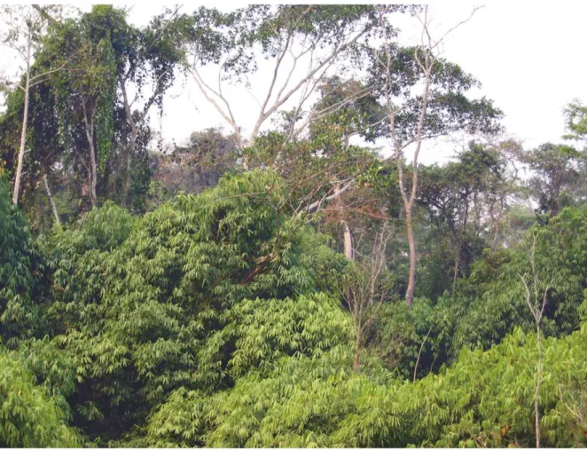 Figure 2 shows the spectra of forests with mature live bamboo, with recently dead bamboo and with no bamboo in the upper canopy, based on 20 samples of Landsat TM data in each of the three forest types, taken along a transect shown in Figure 3