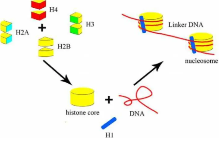 Figure 1. A schematic diagram of a nucleosome. This figure shows the components of nucleosomes